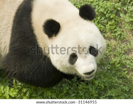 close-up  Giant panda in national park photo