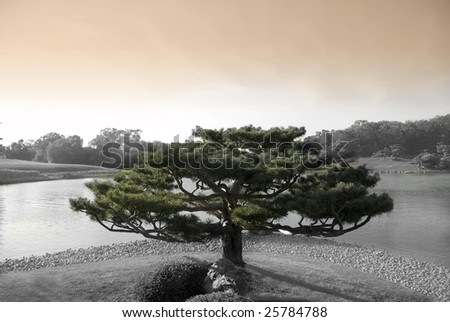 Zen tree in japanese botanic garden with lake