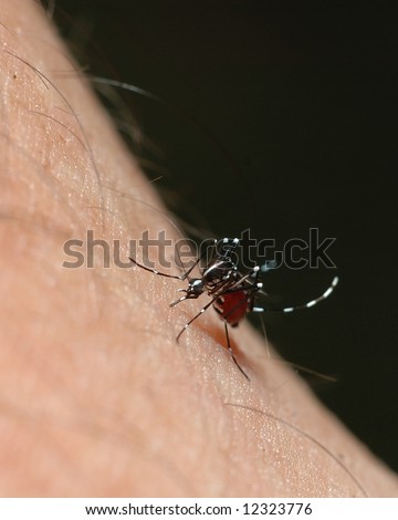 Aedes mosquito or dangue fever mosquito or yellow fever mosquito