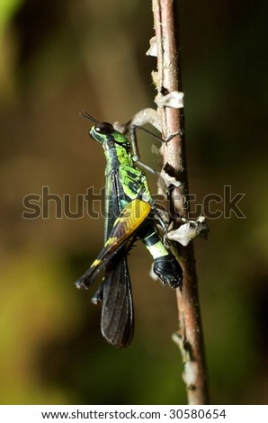 grasshopper close up on a stick macro