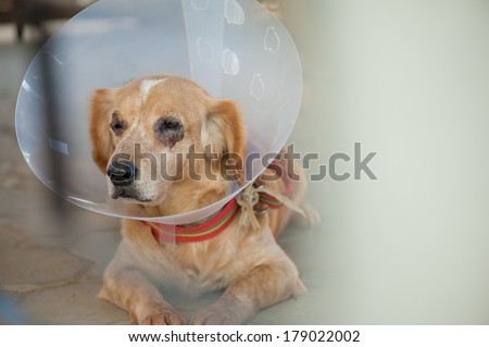 brown dog with scar around eyes wearing cone collar