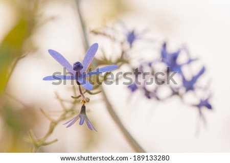 queen\'s wreath vine flower (purple wreath flower,sandpaper vine flower,Petrea volubilis. Linn.) in dried condition
