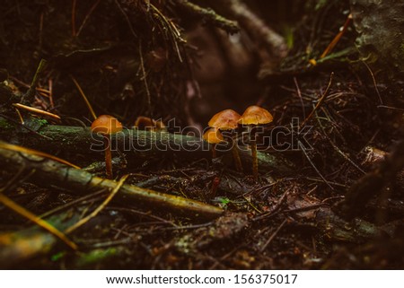 gloomy autumn forest mushrooms poisonous toadstools wet and damp after rain