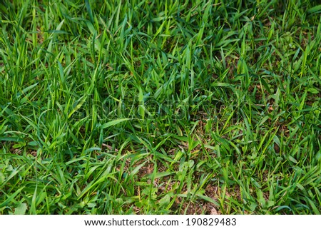 grass green natural background natural grass in spring