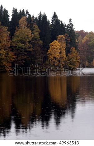 portrait of forest sea background