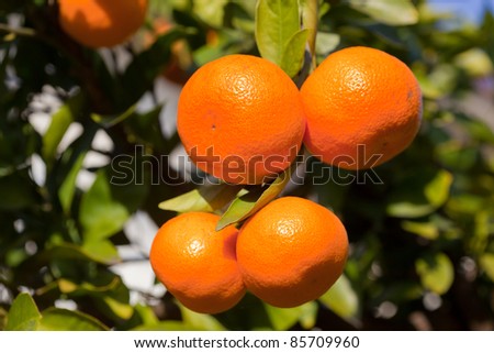 mikan fruit