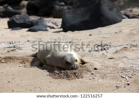 A monk seal rests and digests ocean bounty on a beach in Kauai, Hawaii.