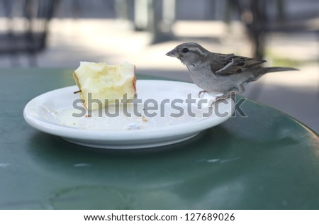 A finch tries to steal a bit of apple at a California coffee shop patio.