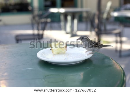 A finch tries to steal a bit of apple at a California coffee shop patio.