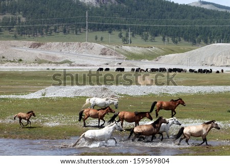 Wild horses dot the wide-open landscape of Mongolia.