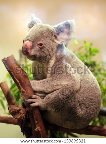 A baby Koala bear rests on a branch.