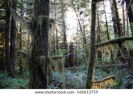 Pacific Northwest Douglas Fir tree forest