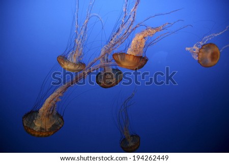 Jellyfish glow in deep blue waters of the Pacific Ocean.