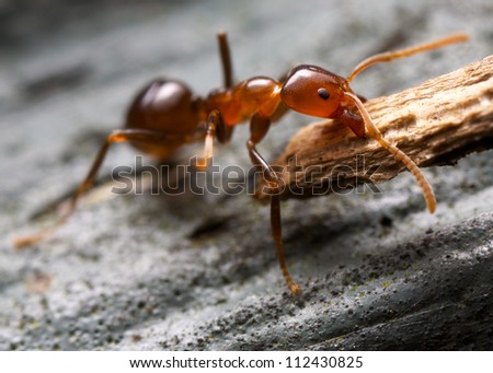Ant lifting a piece of bark
