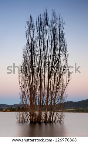 a single tree in a lake