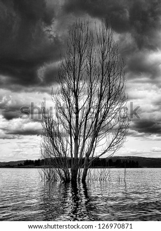 a tree submerged in a lake with dark clouds looming