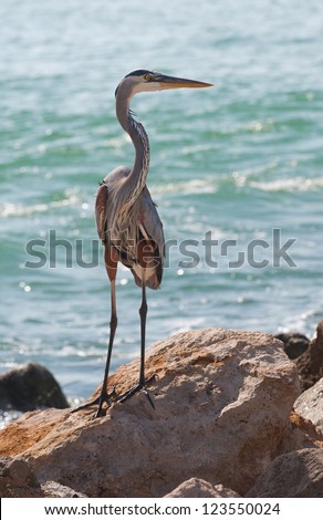 The Great Blue Heron (Ardea herodias), a large wading bird common near the shores of open water and in wetlands. This Heron photographed in Southwest Florida at Nokomis Beach on the Gulf of Mexico.
