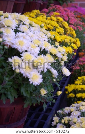 Fall Mums in Baskets
