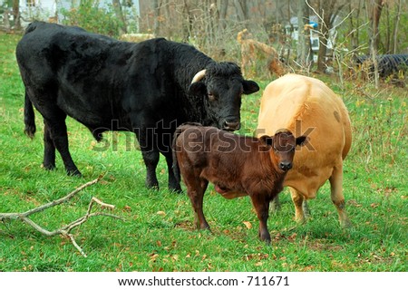 Cow, Bull and Calf on the Farm