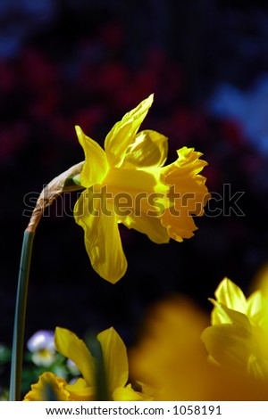 Trumpet Narcissus