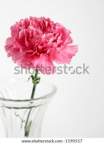 One pink carnation flower in a glass vase over white.