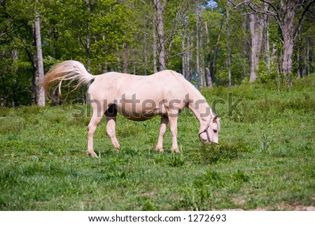 A beautiful tan horse feeding in the pasture in spring.
