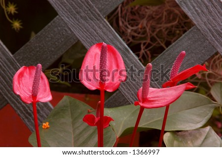Red heart-shaped Anthurium Plants (andreanum araceae) in the garden.  South American plant is also known as flamingo flower or tail flower.