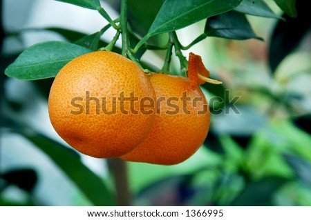 Calamondin Citrus Oranges, native to China, (X Citrofortunella mitis), a showy ornamental, makes excellent marmalade.