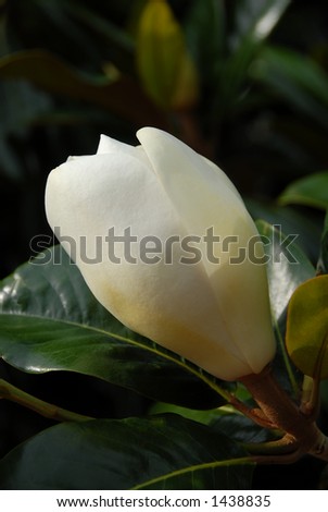 Macro image of a magnolia grandiflora (magnolioideae) tree flower bud. Also known as a bull bay.