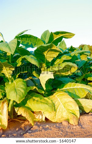 Tobacco Plants - The large leaves of tobacco plants in the field in summer.
