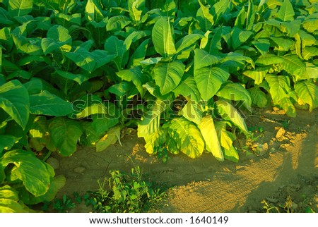 Tobacco Plants - The leaves of tobacco plants in the field in summer.