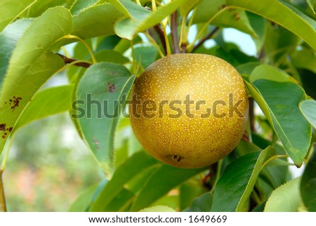 Olympic Asian Pear Tree in summer. Asian round pears are the oldest cultivated pears in the world, dating to 1100 BC.
