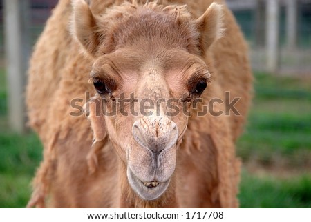 Camel face, shallow dof, selective focus on the camel\'s left eye on the right side of the image.