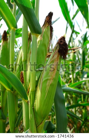 Ears of Corn on the Stalk