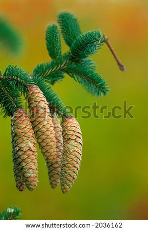 Pine cones isolated against the blurred autumn colors of distant trees.
