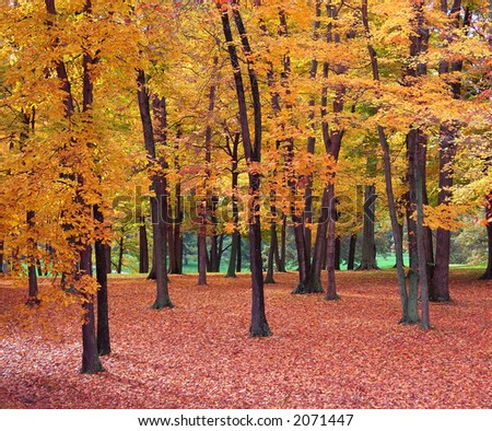 Golden Forest - The ground is covered in a blanket of rust colored leaves underneath tree branches heavy with gold autumn leaves in October.