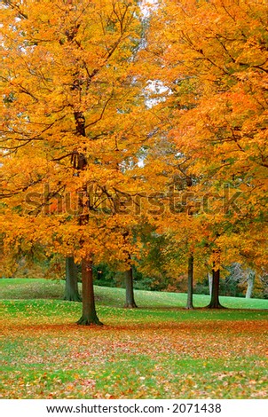 Golden Leaves - Golden leaves cover the greens of a golf course in the autumn.