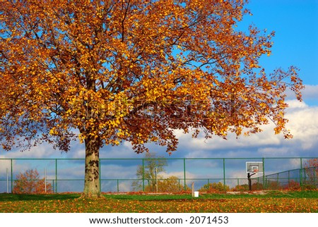 The Basketball Court - A huge tree, with autumn colored leaves looms over the basketball court in October as the sun begins to set.
