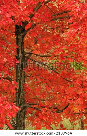 Contrasts of Autumn - The dark color of the tree branches contrast with the bright red and orange leaves of autumn.