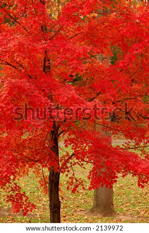 Autumn Red - brilliant red leaves fill the branches of a tree in autumn.