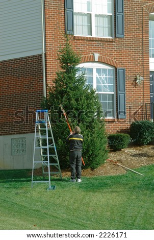Decorating The Christmas Tree - A man uses a long pole to hang lights on the pine tree in front of his house while decorating for the holidays.