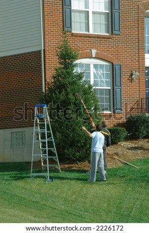 Decorating The Christmas Tree - Two men use a long pole to hang lights on the pine tree in front of a house while decorating for the holidays.
