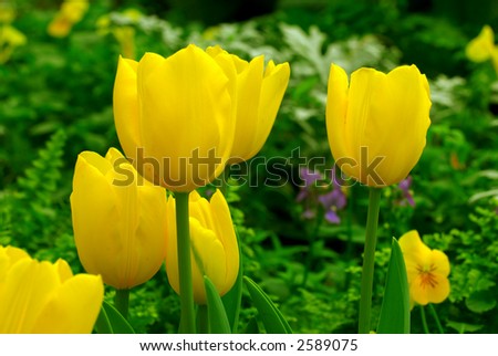 Yellow Tulip Garden in Spring - Yellow tulips contrast with the deep green leaves of the garden.