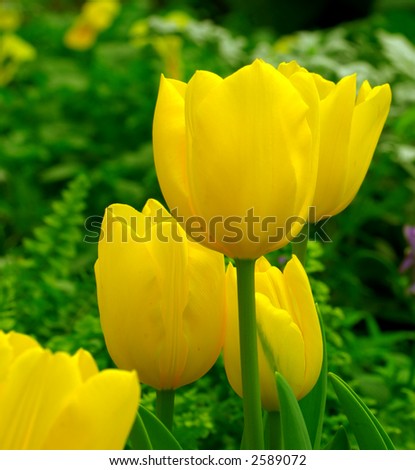Yellow Tulip Garden in Spring - Yellow tulips contrast with the green leaves of the garden plants.