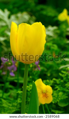 Yellow Tulip in Spring - One beautiful yellow tulip contrasts with the green leaves of the garden plants.