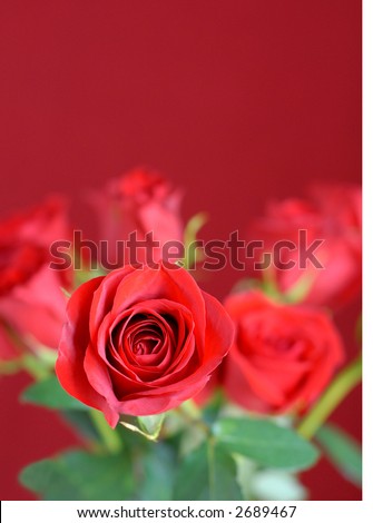 Selective focus on one beautiful red rose against a bouquet of roses and a red background with space for copy.