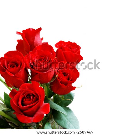  a while there is a red White rose, whitebeautiful big red roses blooming 