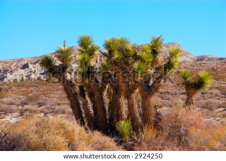 The Joshua tree (Yucca brevifolia) is a monocotyledonous tree native to the state of California and photographed in Death Valley National Park, California, USA.