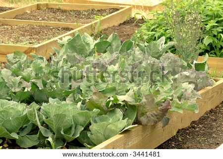 Cabbage In The Garden - cabbage plants growing in container gardens in summer.