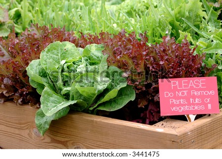 Container Garden - A beautiful lettuce garden growing in a wooden container.